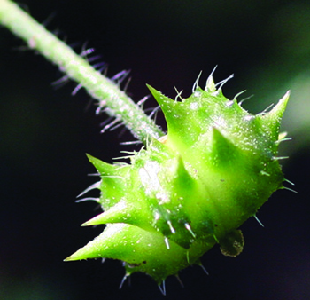 puncturevine fruit