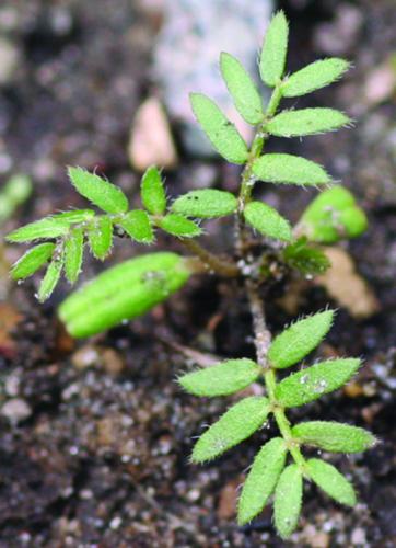 puncturevine seedling