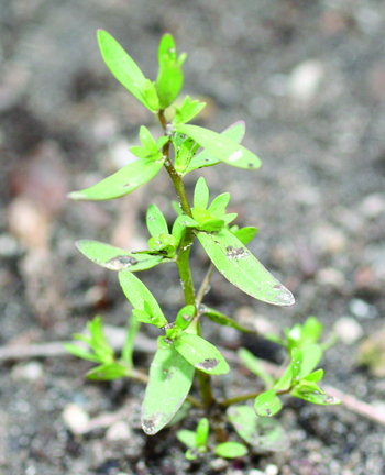 purslane speedwell plant