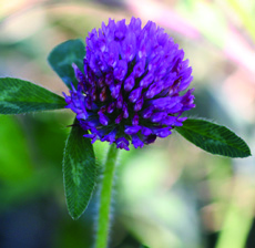 red clover flower