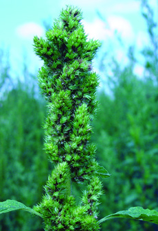 redroot pigweed seedhead