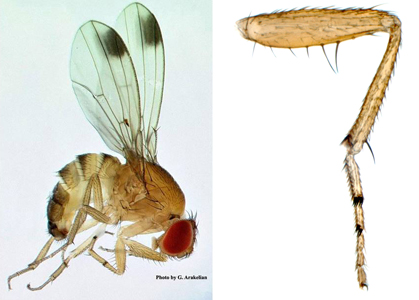 Male SWD identifications