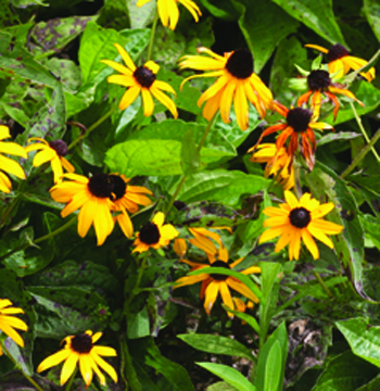 Septoria rudbeckia