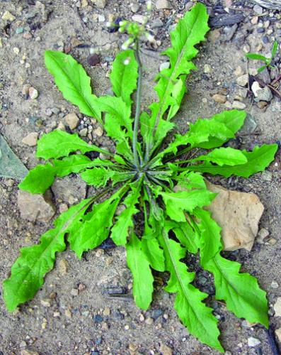 Shepherd's purse rosette