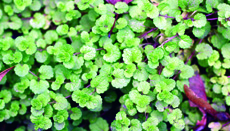 slender speedwell plant