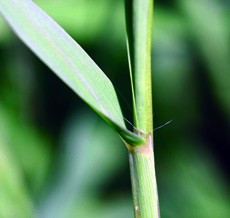 smooth crabgrass ligule