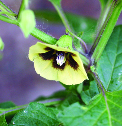 smooth groundcherry flower