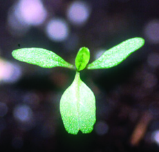 smooth pigweed seedling