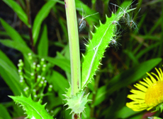 spiny sowthistle leaf