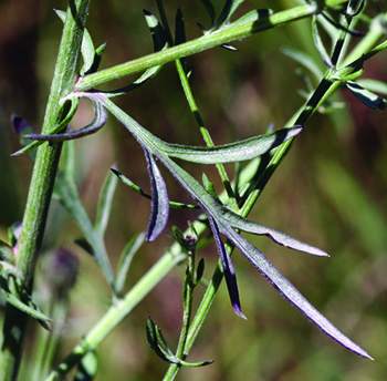 spotted knapweed leaf