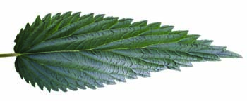 stinging nettle leaf