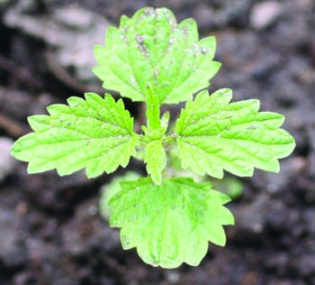 stinging nettle leaf