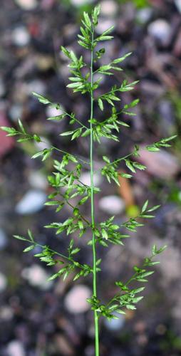 stinkgrass new seedhead