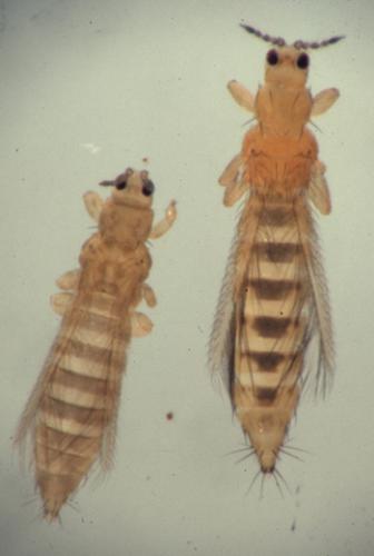 Adult Thrips