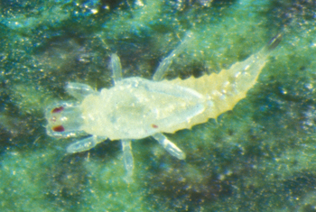 Nymph Thrip