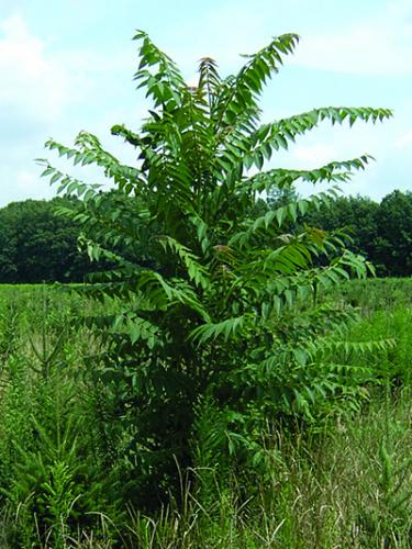 Tree-of-Heaven tree