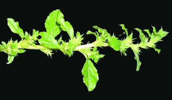 tumble pigweed foliage