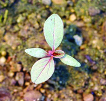 tumble pigweed seedling