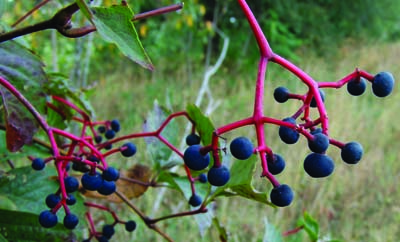 Virginia creeper fruit