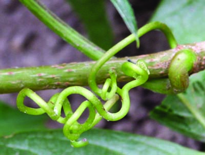 Virginia creeper tendril