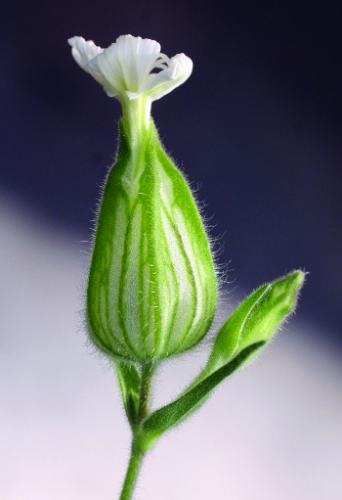 white campion flower side