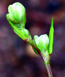 wild buckwheat flowers