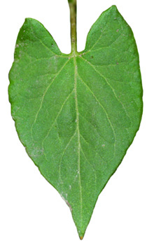 wild buckwheat new leaf