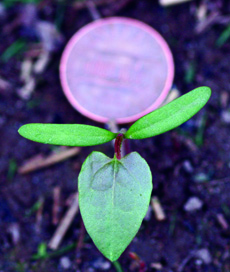 wild buckwheat seedling