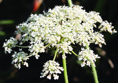 wild carrot flower