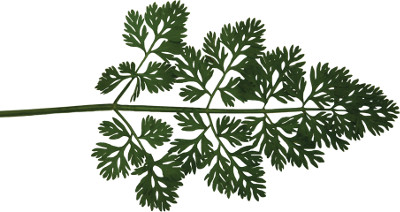 wild carrot leaf