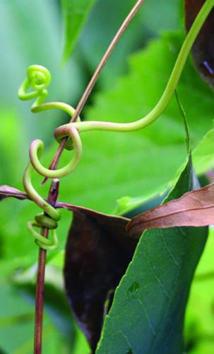 wild grape tendril