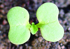 wild mustard cotyledon