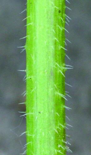 wild mustard stem