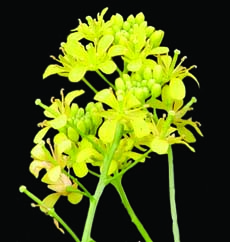 yellow fieldcress flower