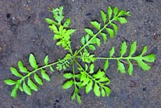 yellow fieldcress rosette