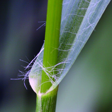 Yellow foxtail ligule