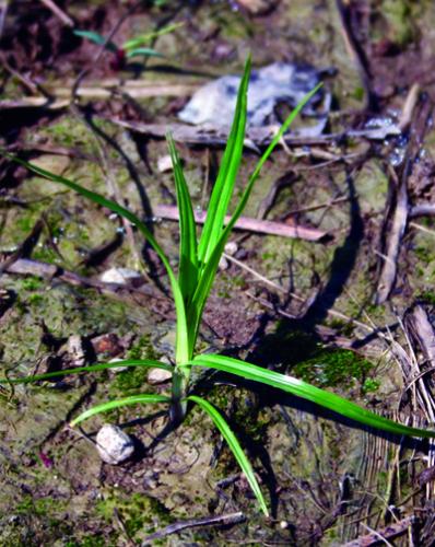 yellow nutsedge seedling