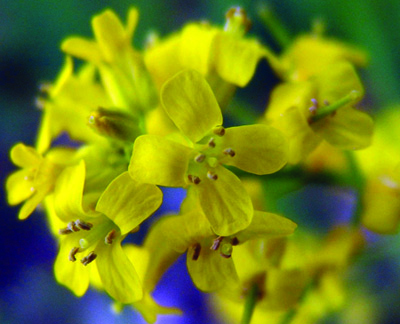 yellow rocket flower