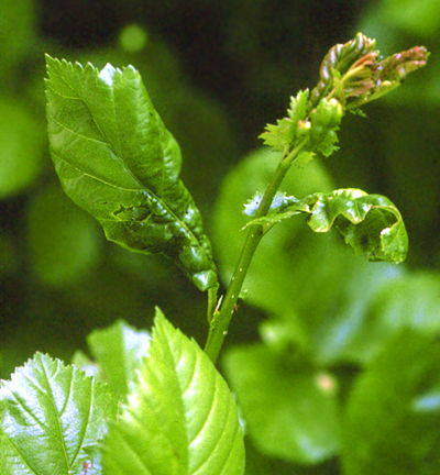 Aphid injury