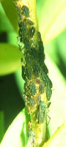 Aphids