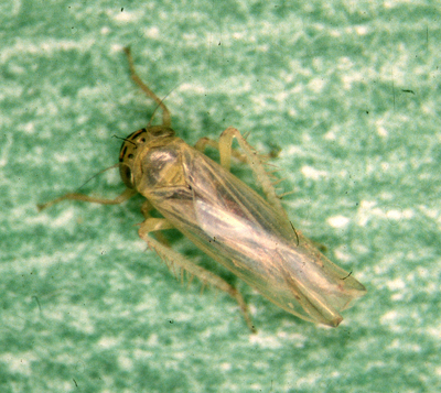 Aster leafhopper