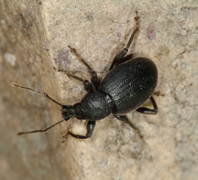 black vine weevil