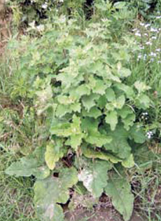 common burdock mature