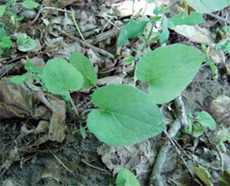 common burdock young