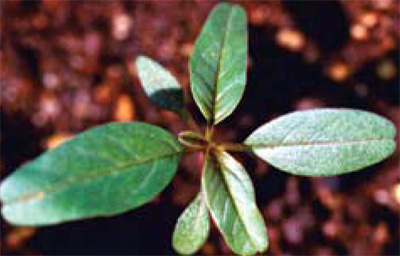 waterhemp seedling