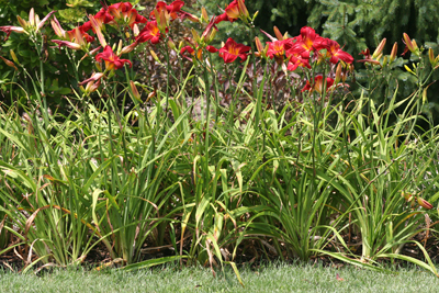 daylily leaf streak planting