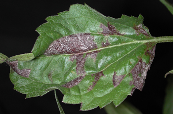 downy mildew