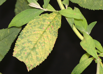 downy mildew on budleia