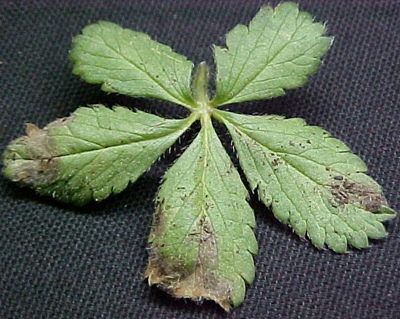 downy mildew potentilla