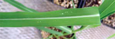 fall panicum midvein